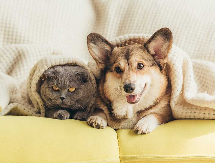 Protecting Your Pet With Pet Insurance